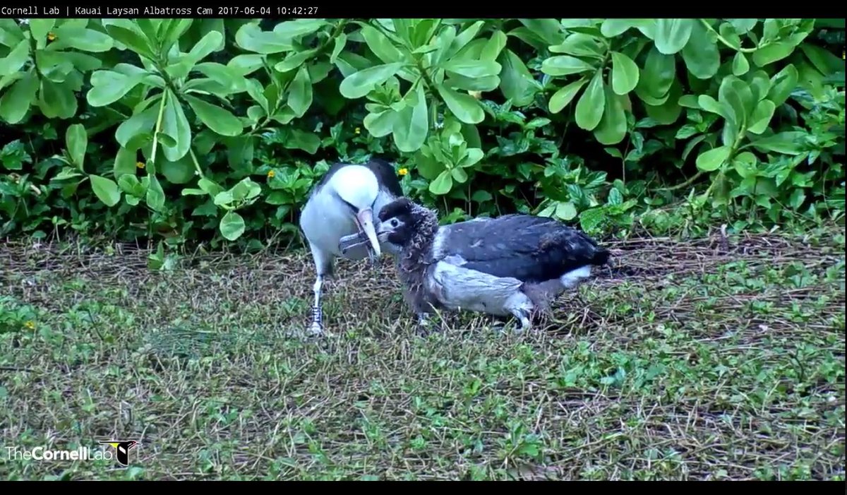 Our mystery adult is K945, Pu'u's mom! It's time for a squid cascade!