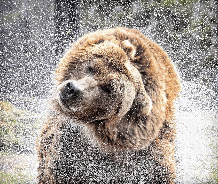 STL Bears (@stlbearslax) on Twitter photo 