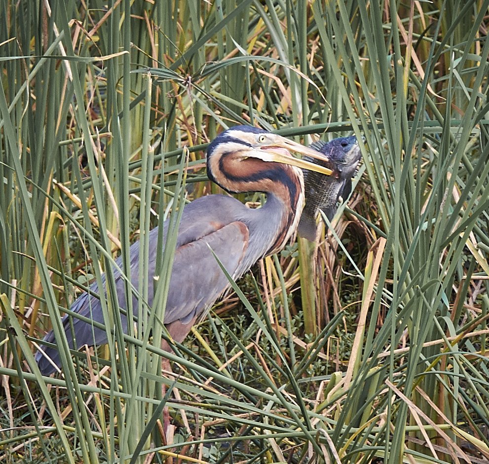dpechey's tweet photo. Gotcha! @WilkiCameras #wilkiweekendsbirds #wilkiweekends, https://t.co/uAYnoRJNxx