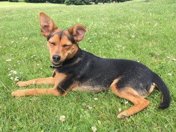 millypod1's tweet photo. TRIXIE HOME SAFE. THANKS FOR RT's 😊🐕
Devil's Dyke #SouthDowns #WestSussex #BN45
 
#BN1 #BN3 #BN5 #BN6 #BN41 #BN43
 https://t.co/YFLMwhwpVT https://t.co/vqRDFWN0sP