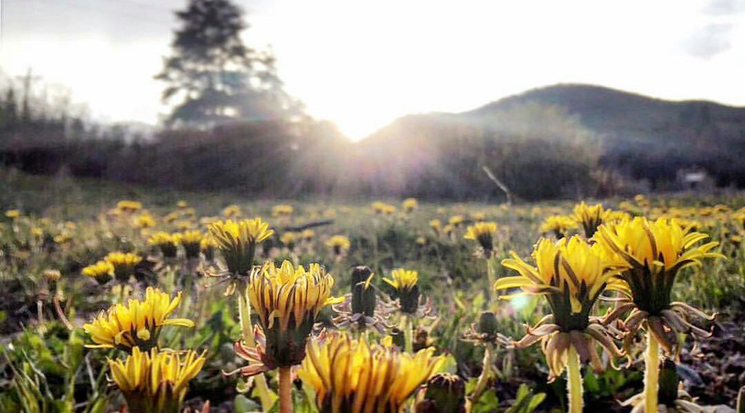 Don’t forget to stop and smell the…wildflowers. 
📷 @wolfpack752
