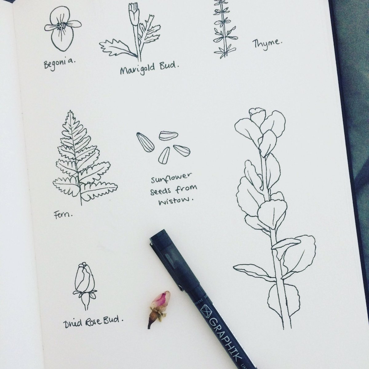8eardedSquirrel's tweet image. Sunday afternoon #sketchbooking around the home and garden #penandink #graphiklinemaker #0.8 #plants #artinspiration #art #botanical