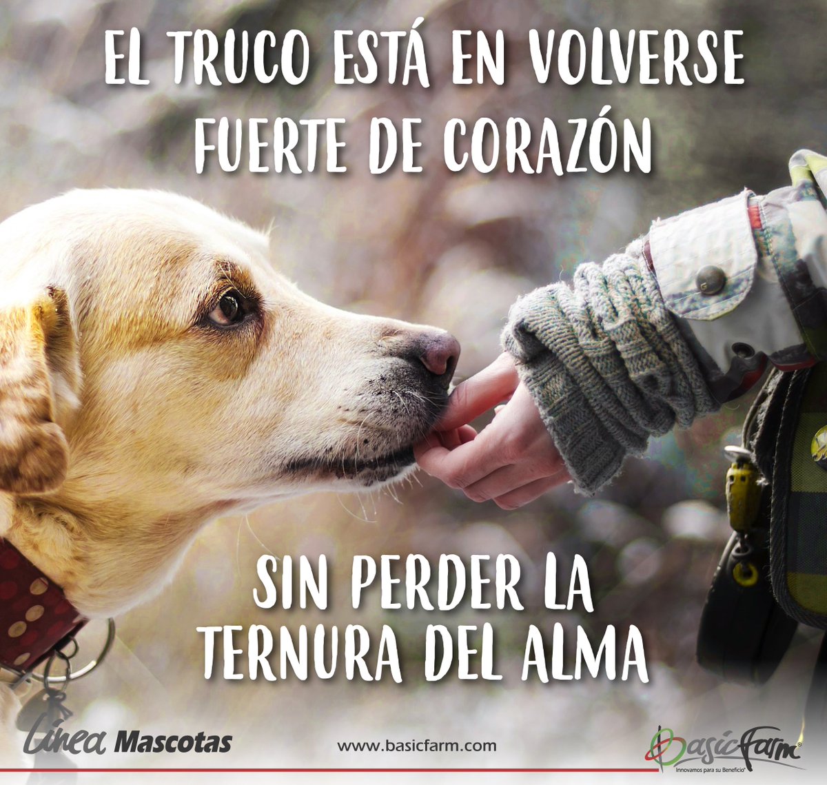 BasicFarm's tweet photo. “El truco está en volverse fuerte de corazón, sin perder la ternura del alma"
#BasicFarm #BasicFrases #Felicidad #FelizDomingo #Mascotas https://t.co/XXx18yBF4j