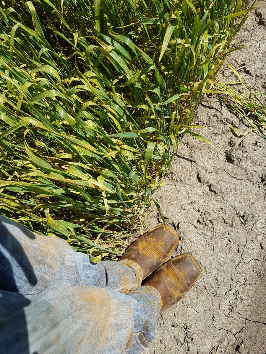 garfieldmn91's tweet photo. Folks Rust can hit hard!! Need to spray funicide!! #2passoffunicide #fromthefield #rust #watchyourcrops https://t.co/fQSlXJruni