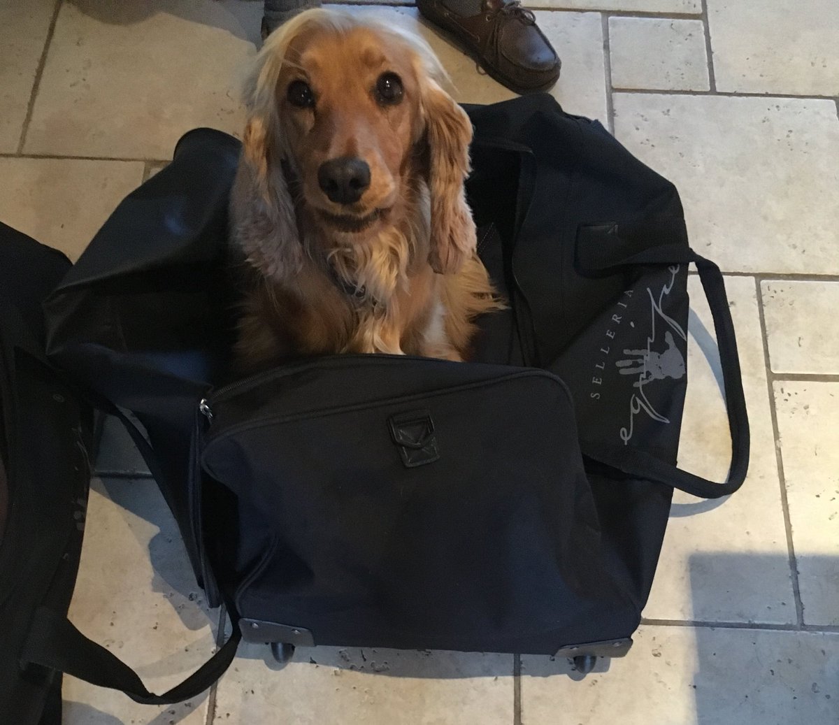 freedomsaddlery's tweet photo. Someone doesn't want me to go saddle fitting to Guernsey tomorrow...! #guernsey #roomforme? @SelleriaEquipe @ZebraProducts https://t.co/VSmyunebBz