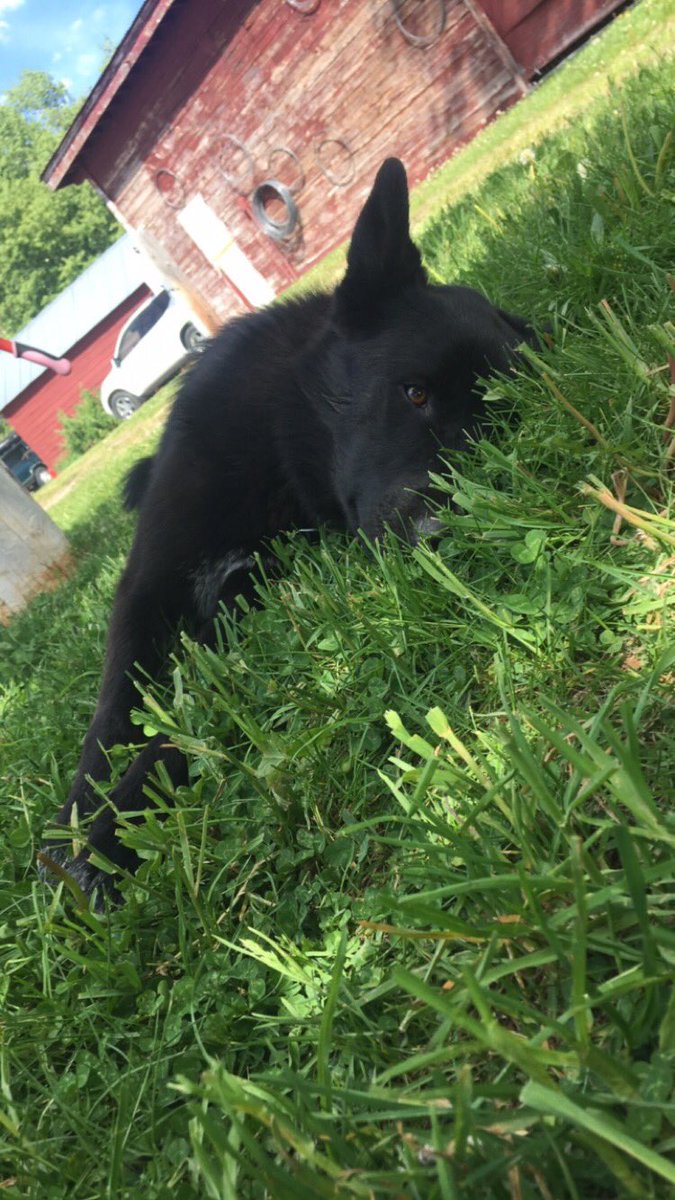 SkyGould6's tweet photo. Been enjoying my time at home but realizing I have too much work to do #writ1133du #dogsfordays https://t.co/huXvkXhMyZ