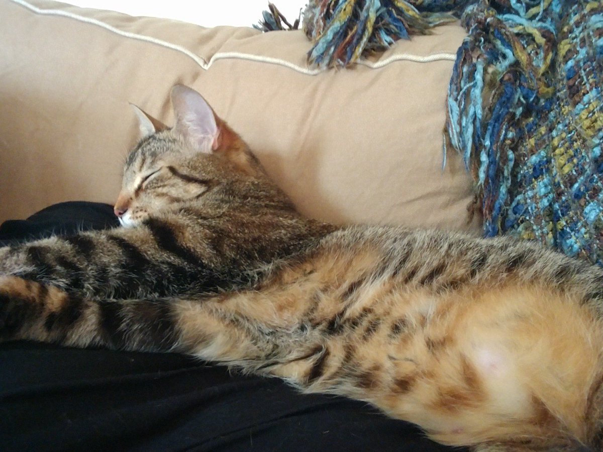 GlenSplinter's tweet photo. Sunday cuddles FTW https://t.co/RDVGdODcrn