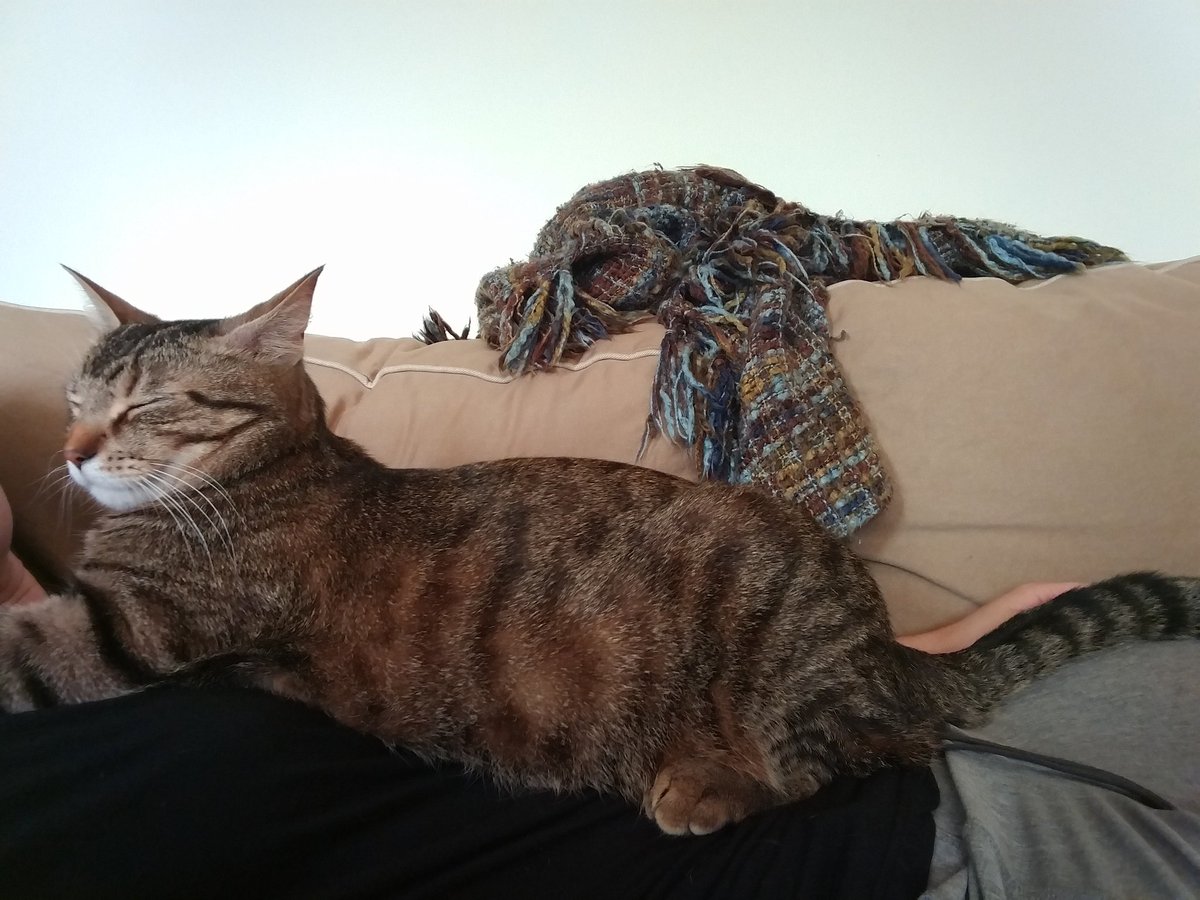 GlenSplinter's tweet photo. Sunday cuddles FTW https://t.co/RDVGdODcrn