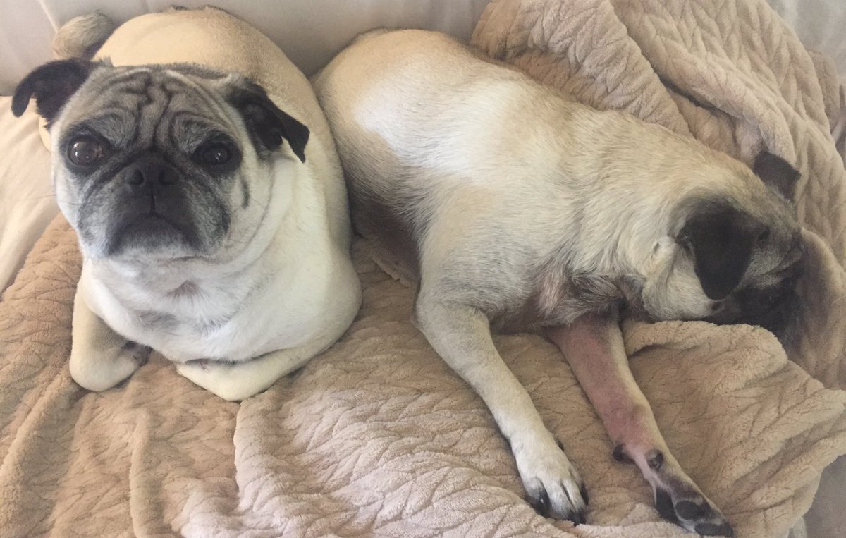 elvisndolly's tweet photo. Shhh....don't tell our humans but we cuddle with each other when they aren't looking. #puglife #cuddlepugs https://t.co/peRrFfNJyD