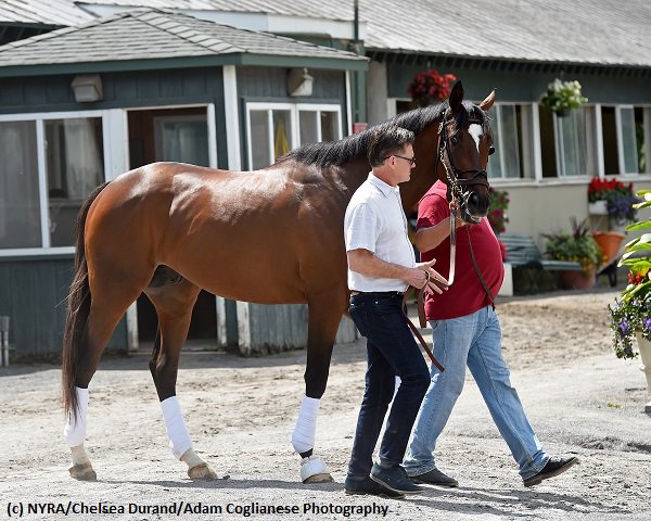 TwinSpires's tweet photo. #LookinAtLee posts final major move for @BelmontStakes; #ClassicEmpire 'very sharp' in gallop
https://t.co/JYnU1xh9Y1 https://t.co/HwVjxX6vCW