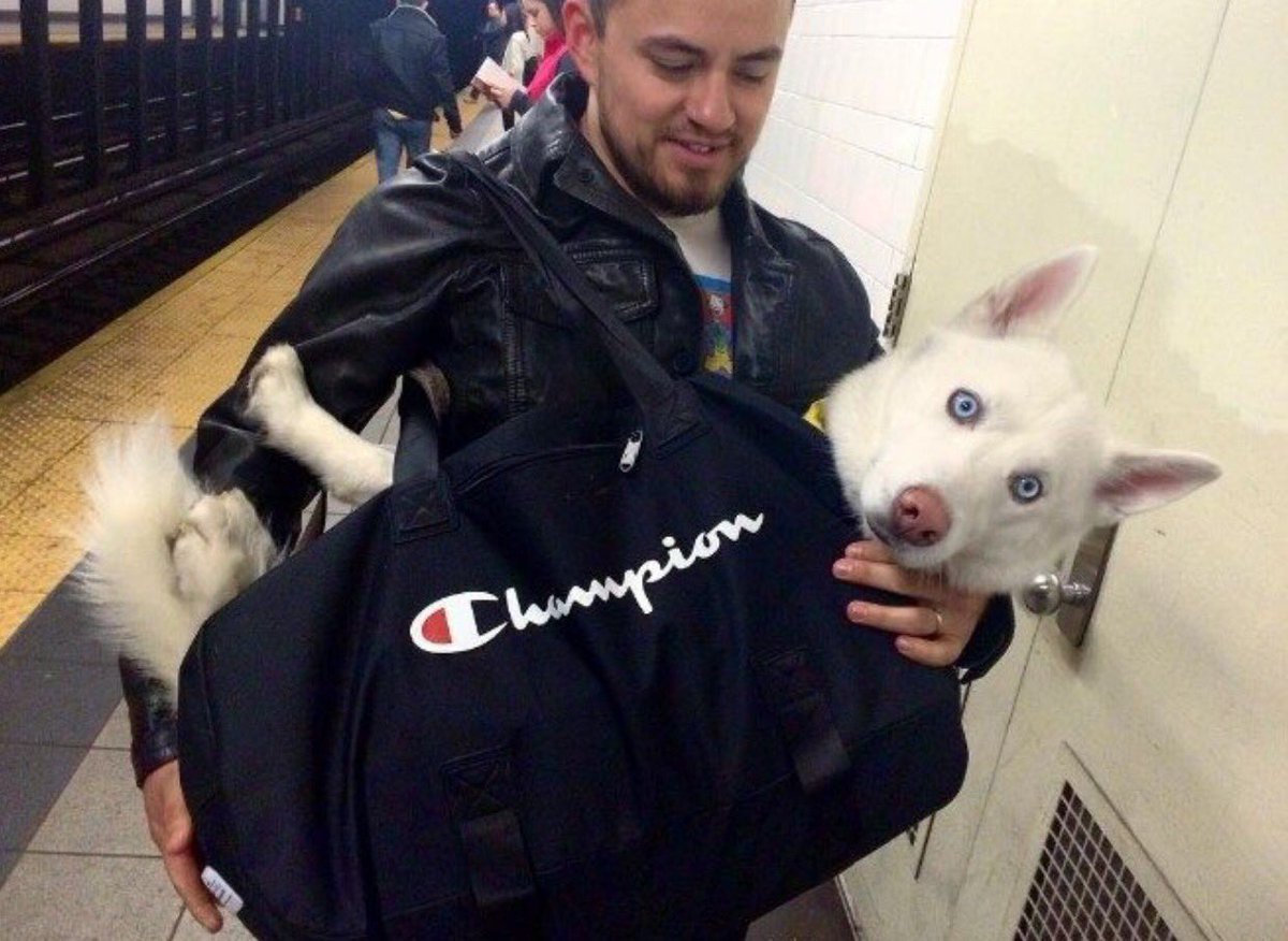 大きなバッグでお出かけ 大型犬を大きなトートバッグに入れる人続出w 話題の画像プラス 大きなバッグでお出かけ 大型犬を大きなトートバッグに入れる人続出w 話題の画像プラス