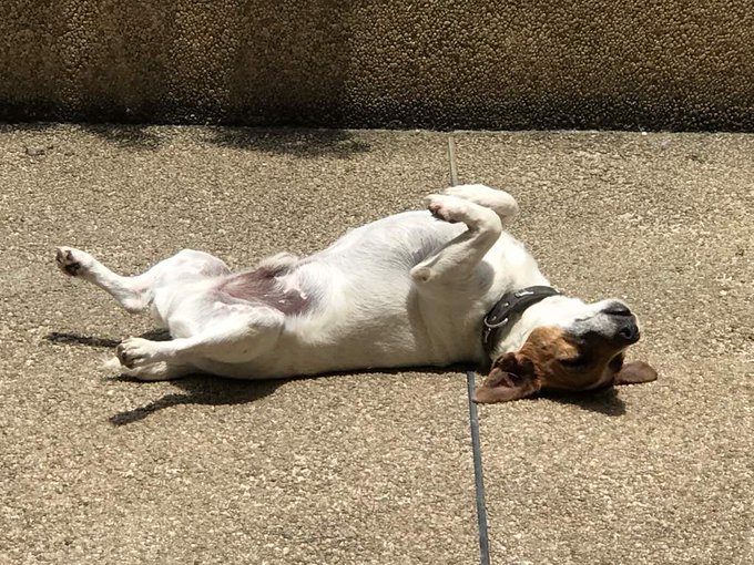 Ayuda a Perry regresar se perdi&oacute; en Hatillo3/6 cerca de las marias Hiparion y empanadas Tapioka 04241582185<a href="/tag/tibisaylucena"class="tags"><span>#tibisaylucena</span></a>