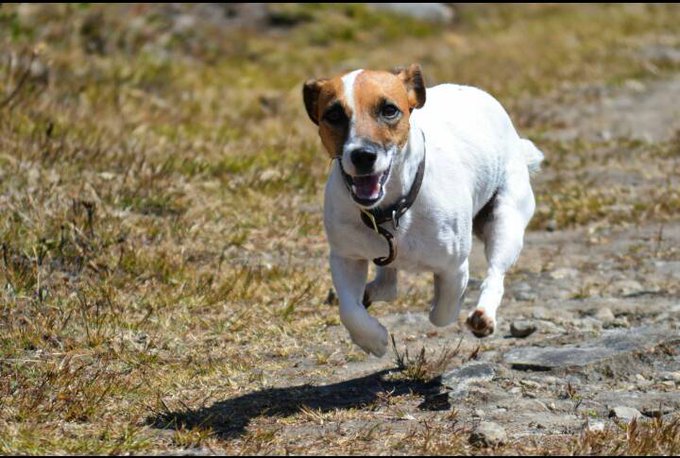 Ayuda a Perry regresar se perdi&oacute; en Hatillo3/6 cerca de las marias Hiparion y empanadas Tapioka 04241582185<a href="/tag/tibisaylucena"class="tags"><span>#tibisaylucena</span></a>
