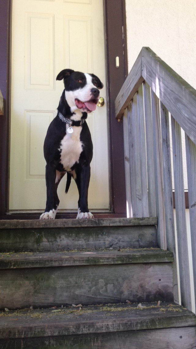 ELancette's tweet photo. Our sweet, goofy foster dog is looking for her forever home. Could it be with you? https://t.co/tJnvWlGMZ8