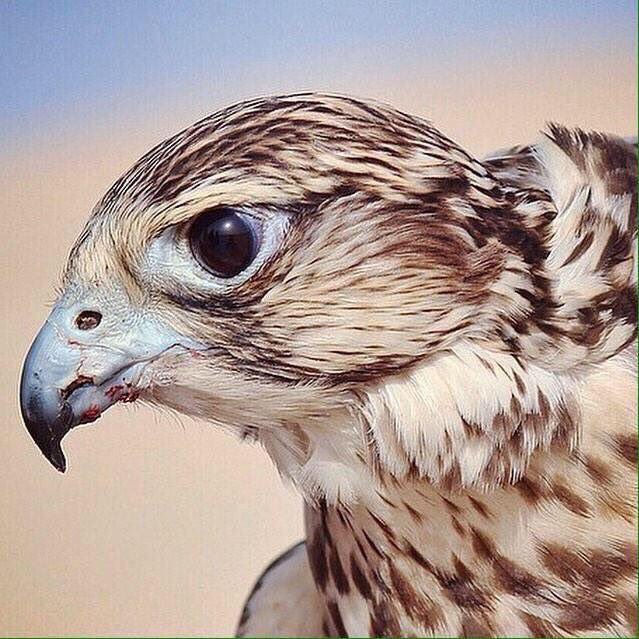 💫عاااشق الراااقي💫 (@apusohima) on Twitter photo يدور الزمان ويثبتون الكبار كباًر
على مرجلة وفعول وسلــوم ومــروة
فلا كل من ناداك يستاهل المشــوار
و لاكل من خاواك يستاهل #الخوة
<a href="/apusohima/">💫عاااشق الراااقي💫</a> يدور الزمان ويثبتون الكبار كباًر
على مرجلة وفعول وسلــوم ومــروة
فلا كل من ناداك يستاهل المشــوار
و لاكل من خاواك يستاهل #الخوة
<a href="/apusohima/">💫عاااشق الراااقي💫</a>