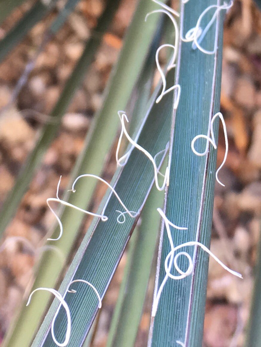 rdevlin13's tweet photo. Thinking about lines&the deviations taken. Nature's a master, finding beauty in a twisted tale.#inaline #nwpianthology https://t.co/KdtmeuEoix