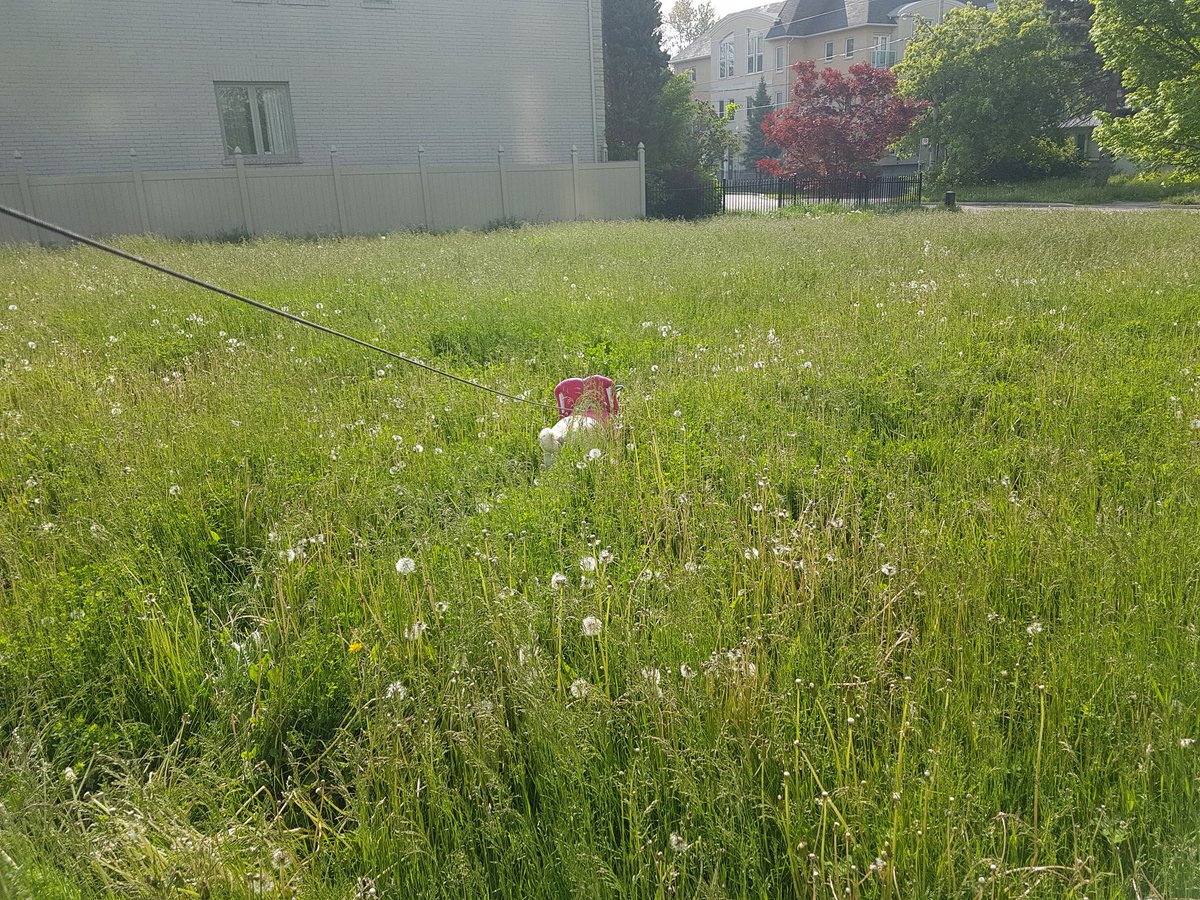 SGP_Conferences's tweet photo. @cityoftoronto - are we going to be selling hay to raise money? Please send the lawn mowing crew to North York! https://t.co/b4H2qnjFQS