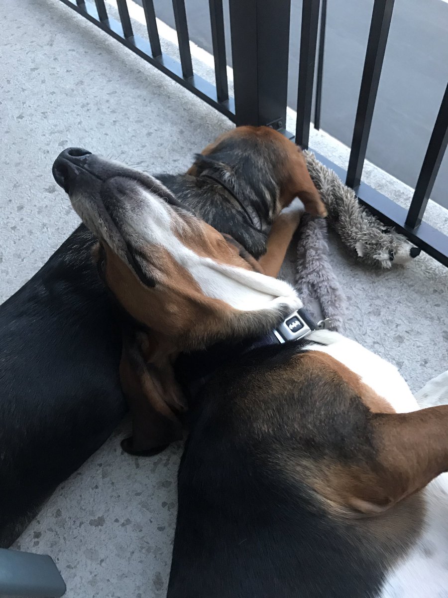 Sophie_hounddog's tweet photo. Since @Daisy_hounddog is always bugging me ...my turn to bug her! #sisters #houndlove https://t.co/2FuwMjyJOC