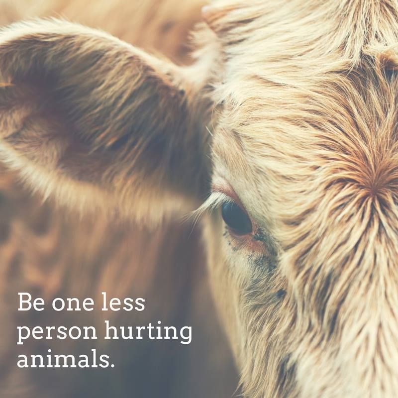 Retweet if you're vegan for the animals! 💙🐮🐷🐔