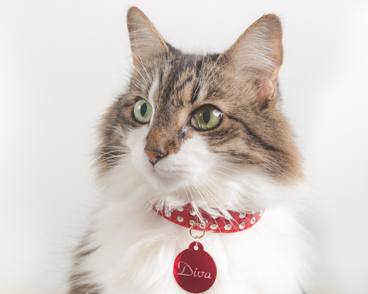 Personalized Red Cat Collar, Engraved Rhinestone Leather Cat Choker, S… tuppu.net/203e3ff #engraved #CatChoker