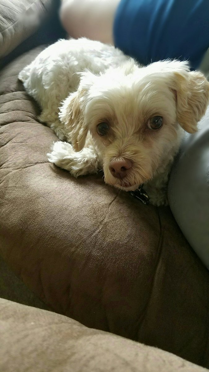 Chlo wants to give a S/O to <a href="/neffdeb24/">Debra Neff</a> for finding, capturing &amp; loving on her during her little getaway. She promises it won't happen again!