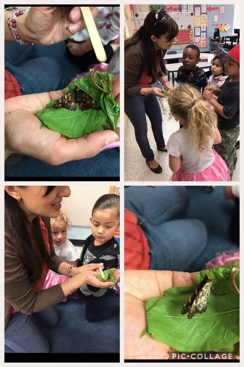 Thanks for coming to visit <a href="/Ms_A_Chopra/">Ms. Chopra</a> and sharing with us the newly emerged butterfly! Ss were in awe and full of questions! <a href="/MadocDrive/">Madoc Drive PS</a>