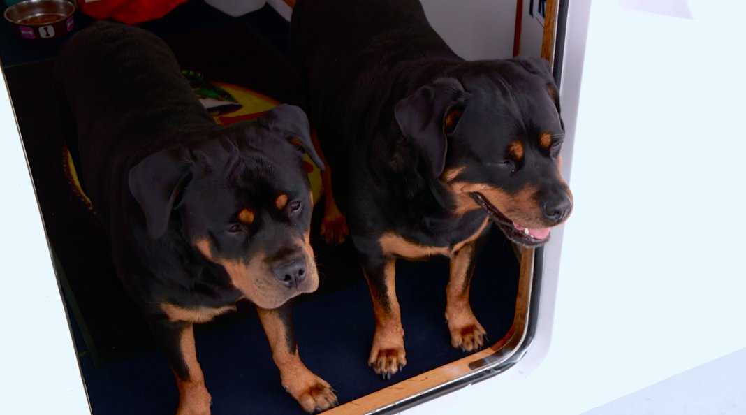 WickedTuna's tweet photo. Who's excited to see Reba and Ripple again!? We can't get enough of these pups! https://t.co/kgKW4ySvC7