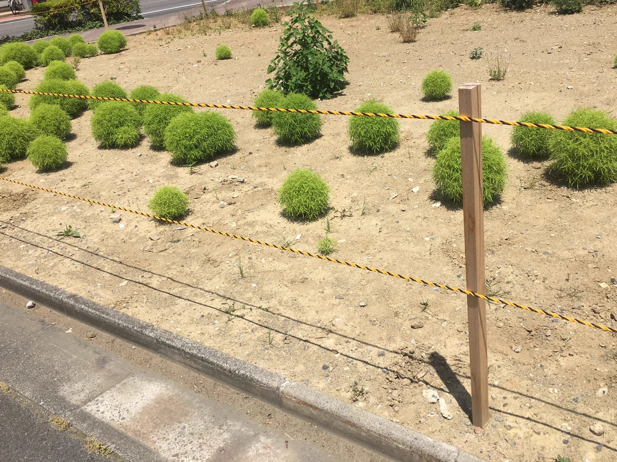 現実世界にスーモ？大量のスーモがいる空き地ｗｗｗ