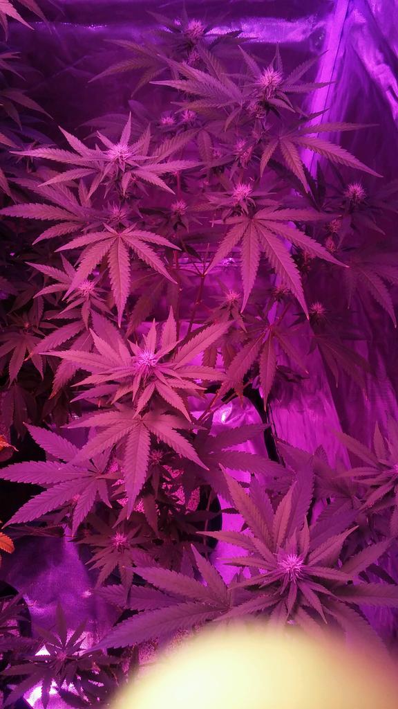 cmartin0725's tweet photo. #criticalmassCBD #JaffaCake #buddhastree #cleanroots https://t.co/K8OisyDRrN