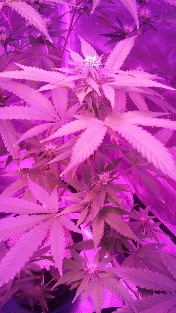 cmartin0725's tweet photo. #criticalmassCBD #JaffaCake #buddhastree #cleanroots https://t.co/K8OisyDRrN