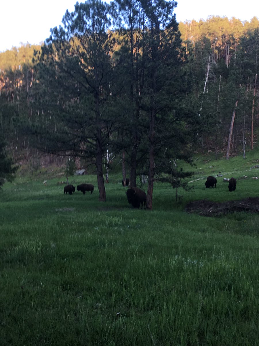 StudentsGL's tweet photo. Nothing like honoring the Creator by being in fellowship with the animals #bisonnotbuffalo https://t.co/uWbTZNfTyv