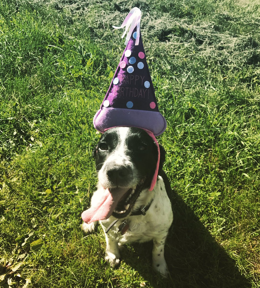 SidneySpaniel's tweet photo. I'm seven! 🎈🎉🎾

#YourDailySid #dogslife https://t.co/YsXNYs1PQ5