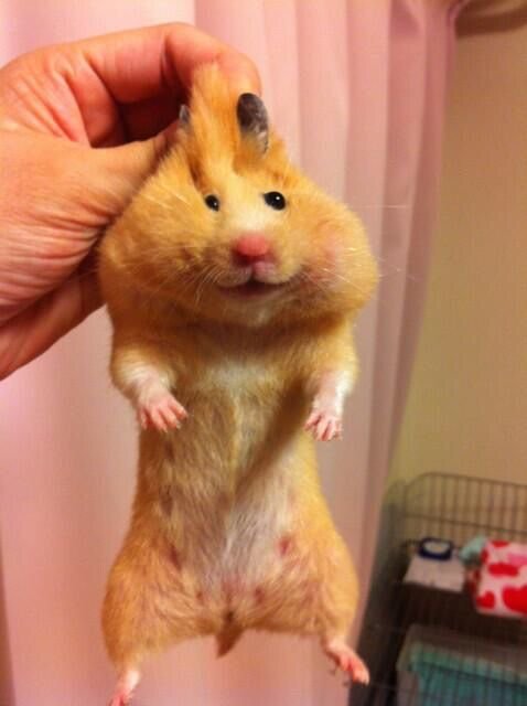 Animallandstore's tweet photo. や、やばい。。。。

#勝手に名言集　#今日のにゃんこ特集　こちらのハッシュタグで毎週にゃんこを特集します！忘れずに！#500円引きクーポン発行中まずはDM今月終了　#猫好きな人と繋がりたい https://t.co/Wi76lzlExT