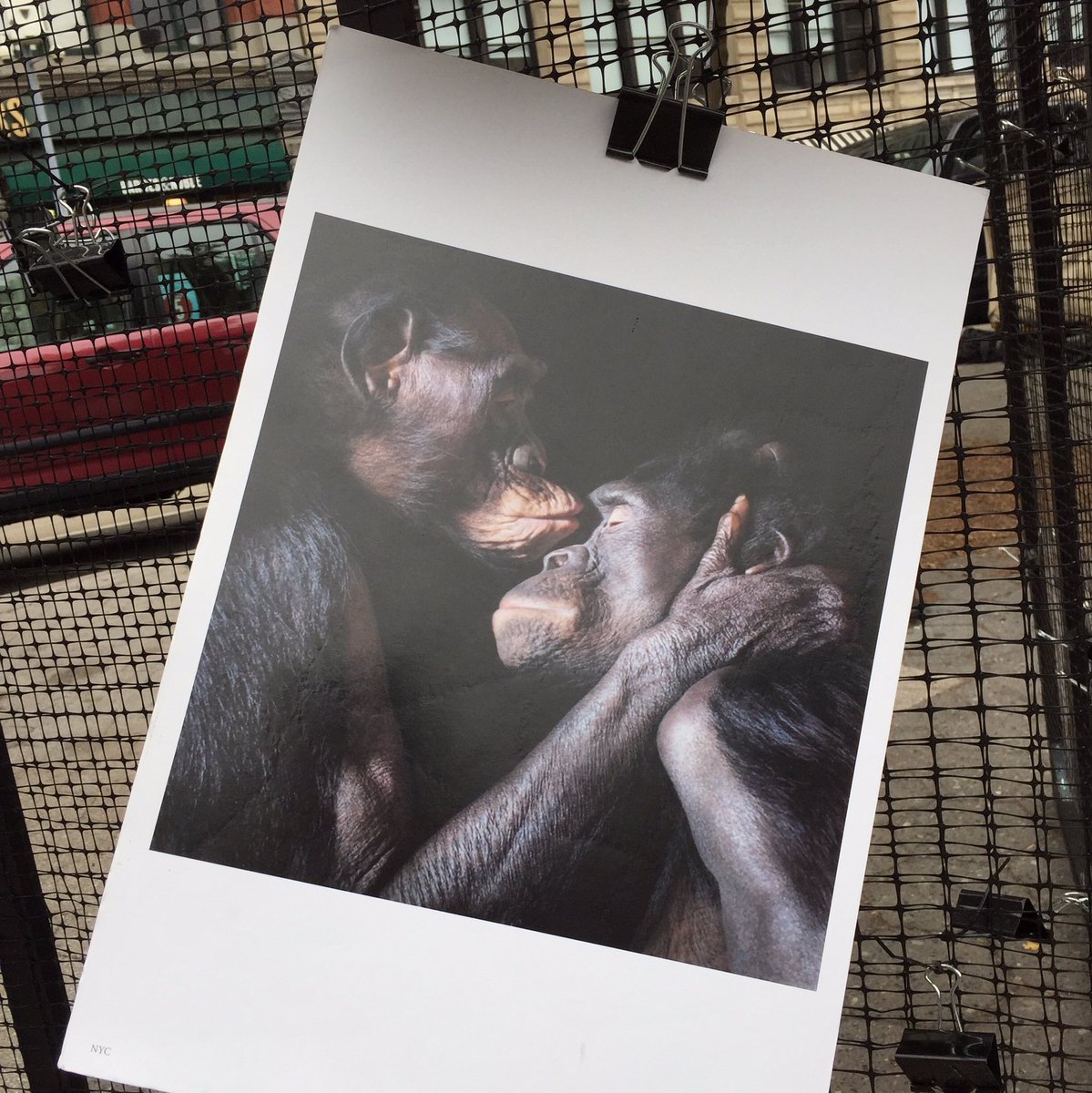 VeganFutureNow's tweet photo. #NationalAnimalRightsDay #nyc #AnimalRights #animalliberation https://t.co/7F0e4z2SLD