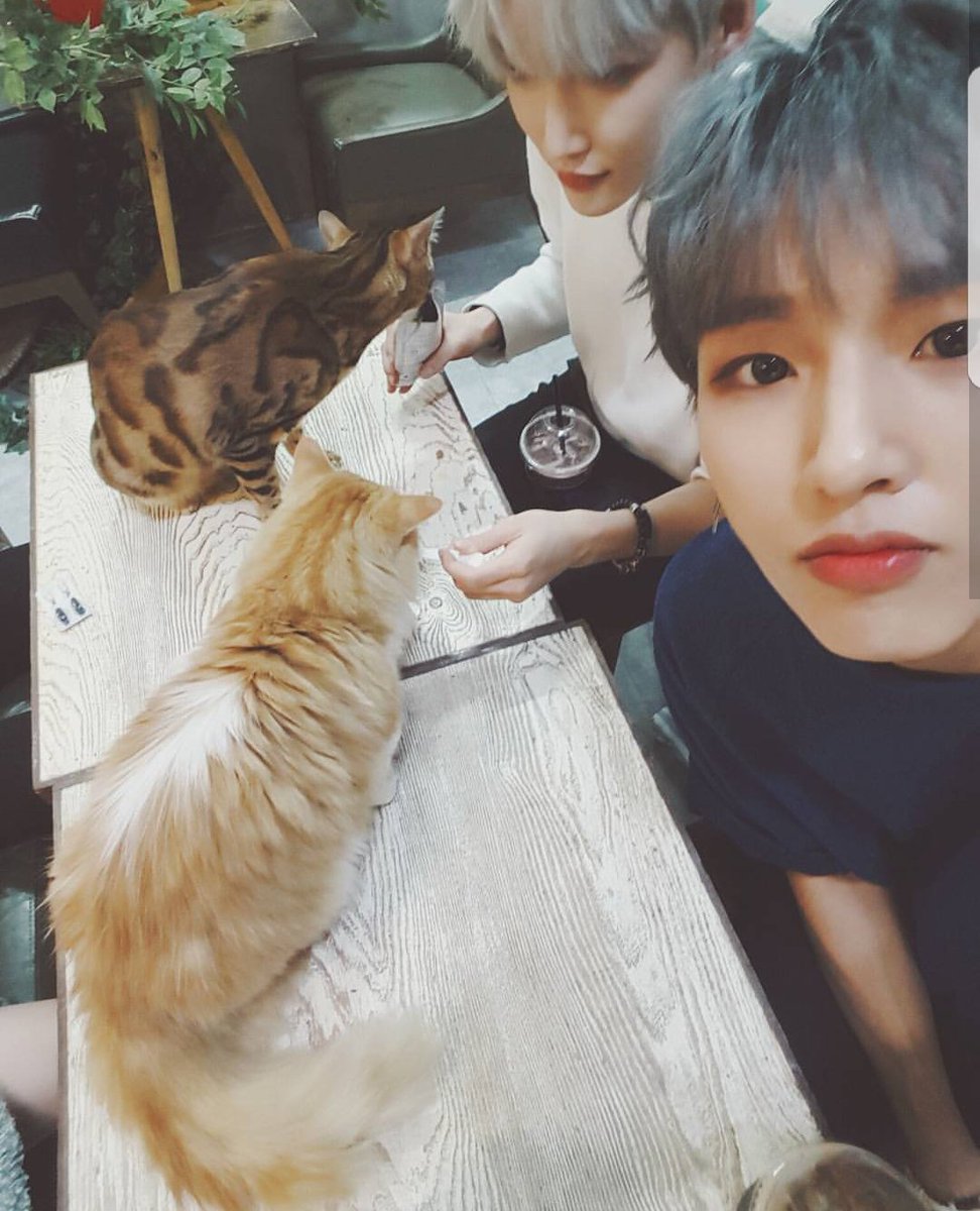 BoysInGroove_Fr's tweet photo. [INSTA] 170604
[#Gunmin]
J-Hoon hyung, le dresseur de chat
#VApp #FanDeChat #JHoon https://t.co/4ag1frHpWA