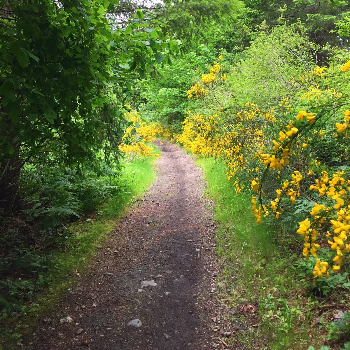CourtStrand's tweet photo. #ViewFromMyRun #R2R #RainierToRuston #LeftCoastRunners #CourtRuns #WA #TrailRunning https://t.co/1LbtSelut1