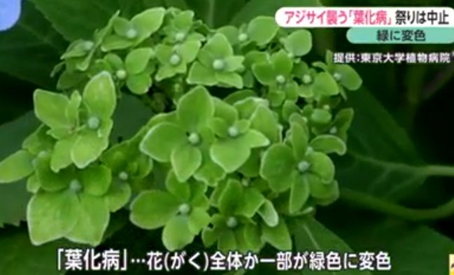 アジサイの花の部分が緑の葉っぱみたいになってるのは病気 あえて病気にさせて売ってたりもするらしい こわ Togetter