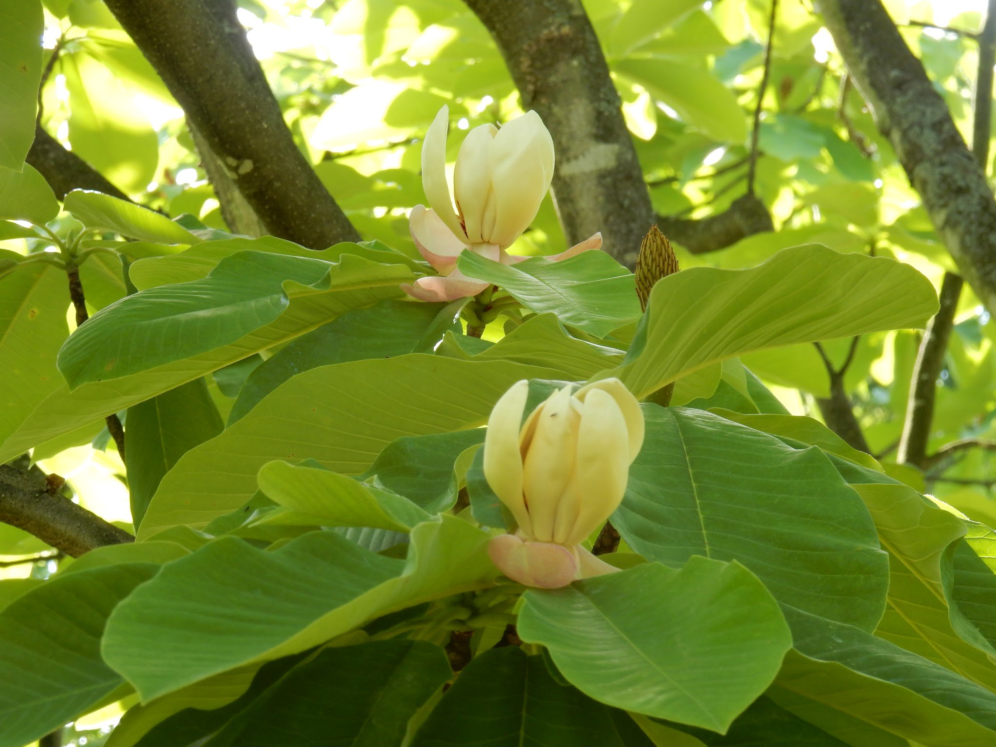 朴の花 Twitter Search Twitter