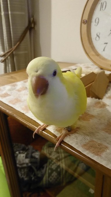 ralkh116's tweet photo. 🔴 #目撃情報求
#迷い鳥 捜しています📣
🌷きいちゃん🌷
🐥 #オキナインコ 30㌢
🔹躰黄色/胸部>白
🔹嘴茶色

💞人懐っこいです💞

🏡 #愛知県 #名古屋市北区 #迷子

💎飼主様@sagashitemasu06 #インコ https://t.co/Cb8Do4EXhX