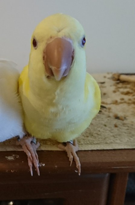 ralkh116's tweet photo. 🔴 #目撃情報求
#迷い鳥 捜しています📣
🌷きいちゃん🌷
🐥 #オキナインコ 30㌢
🔹躰黄色/胸部>白
🔹嘴茶色

💞人懐っこいです💞

🏡 #愛知県 #名古屋市北区 #迷子

💎飼主様@sagashitemasu06 #インコ https://t.co/Cb8Do4EXhX