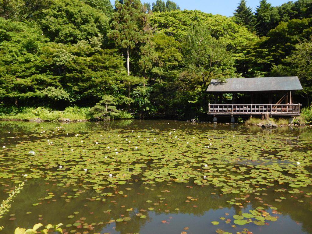 higashiyamapark's tweet photo. 植物園奥池のスイレンが咲き始めました。時間が経つと花が閉じてしまうので、見るなら午前中がおすすめですよー。 https://t.co/qyfRMuwGIe