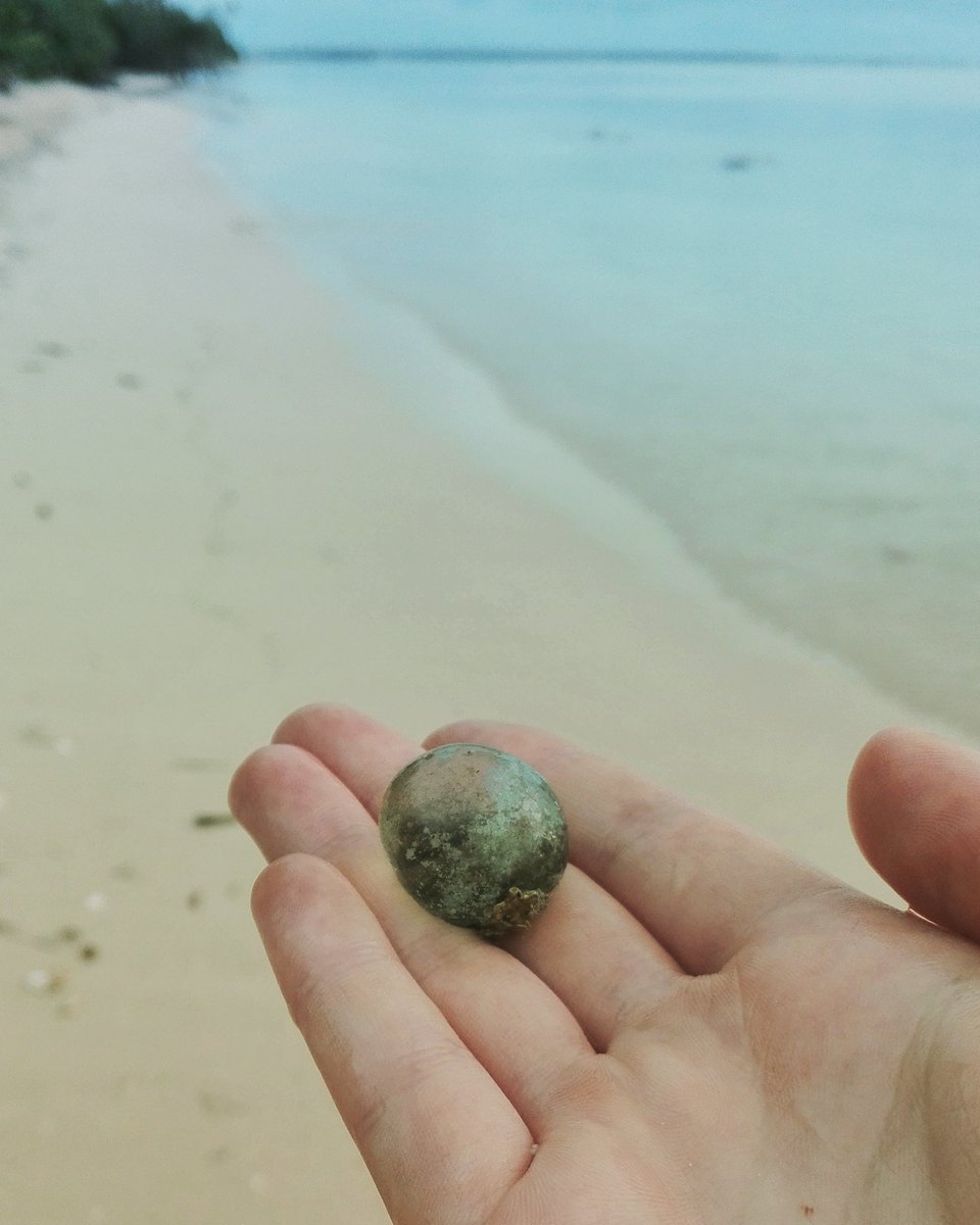 paargyle's tweet photo. This is a single cell! #algae #marine #biology #phd #ha'apai https://t.co/4jIGLxBonD