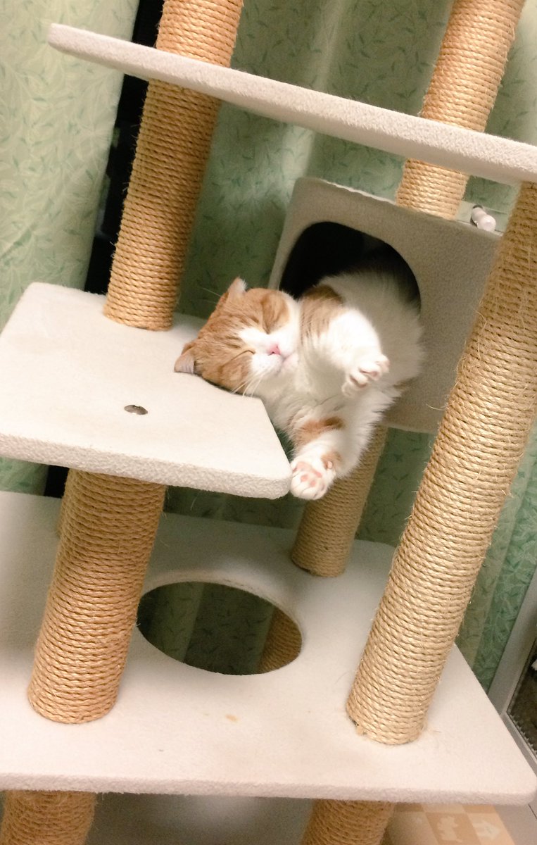 merunyaa's tweet photo. 寝相はいい方ではありません
(しかしまぁ、よくこんな体制で寝れるよな…)

#マンチカン #短足 #耳折れ https://t.co/pS7tm9nSTd