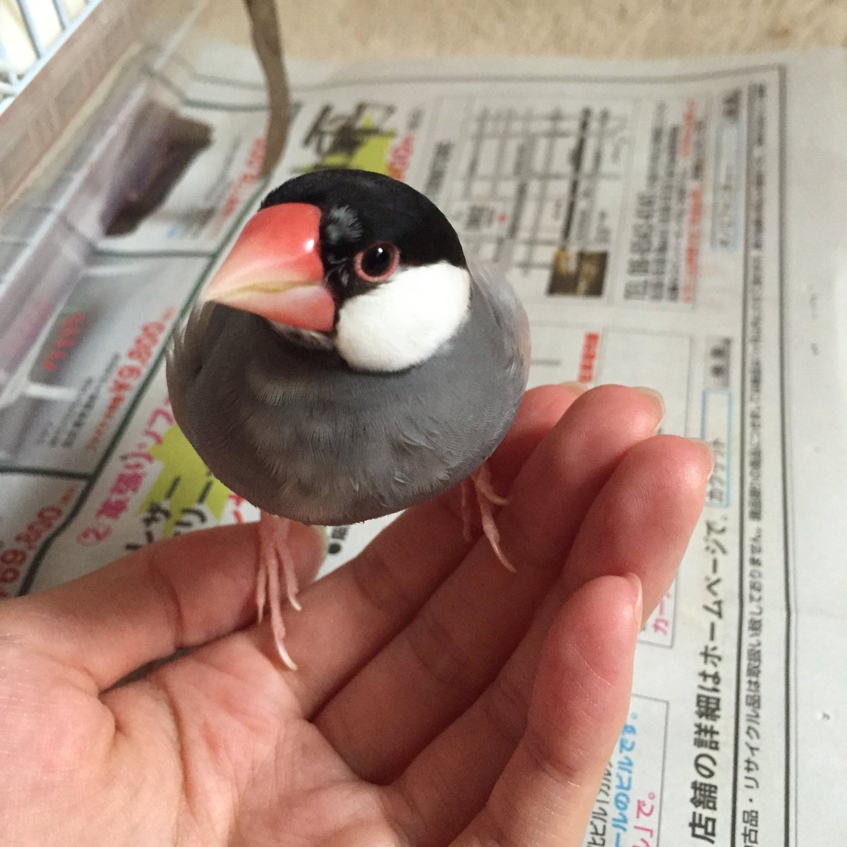 maigo_info's tweet photo. 日時:H29 6月4日
場所:大阪府柏原市
種類:文鳥
年齢:3歳
性別:雌
大きさ:雀くらい
特徴:左目の上が少し白い
#迷子鳥 #拡散希望 #迷い鳥 111 https://t.co/iSVGMntyEW
