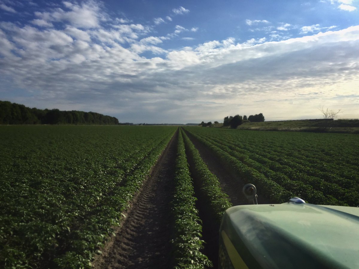 HeerlijkheidvW's tweet photo. Aardappels gaan goed, vraag niet om regen, maar een buitje is welkom #akker #aardappelen #folva https://t.co/TUS5YqohsE