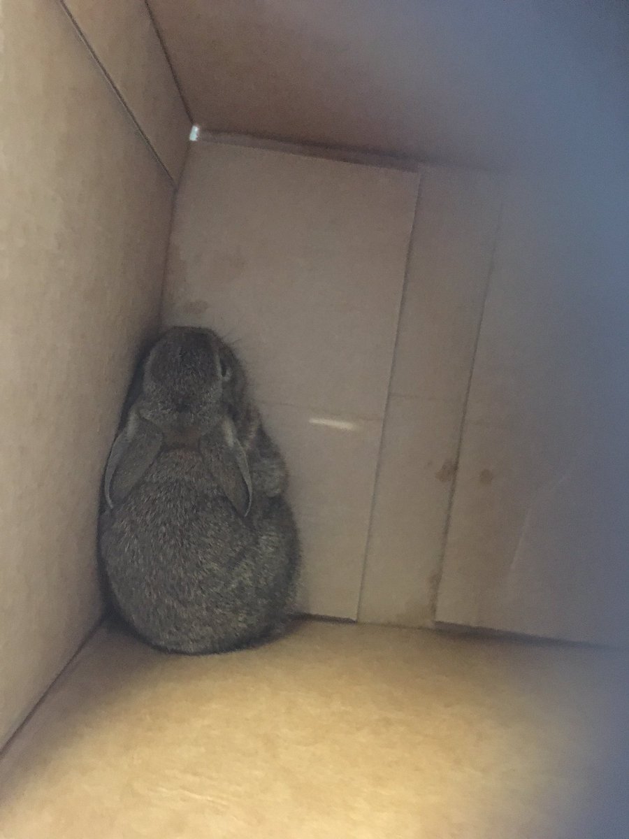 So, of course there was a wild baby rabbit running round on the car deck of the 9am Red Funnel ferry, which crew rescued