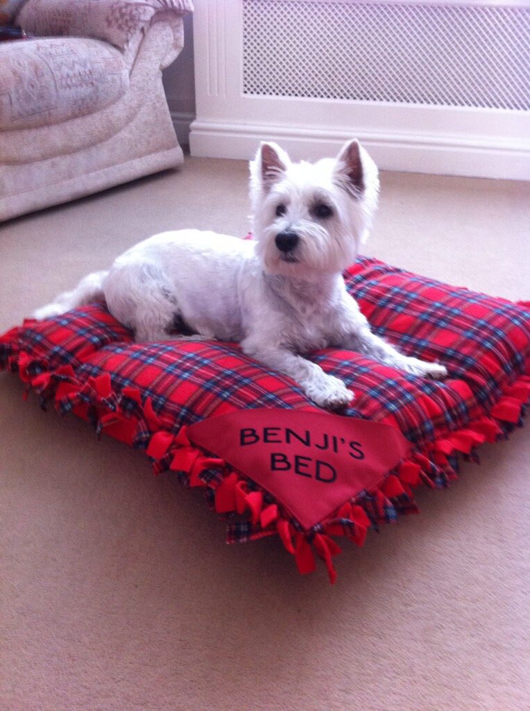 Pet_Shack__'s tweet photo. Treat your furry friends to a #Handmade squishy personalised bed. Find these &amp; more here https://t.co/HFysnnElFN 🐶🐱 https://t.co/sCpGiGaLBm