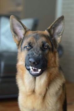 FermedesAnimaux's tweet photo. Si si je t'ai vu caresser le chien du voisin ce week end ! https://t.co/xCiHyWyFc5