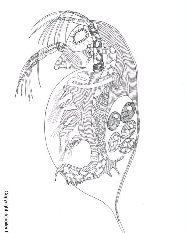 #Scientific #adultcolouring now  on sale. Great for #STEM promotion &amp; #scicomm #WSF17 #microscopic #sciart amazon.com/gp/aw/d/199974…