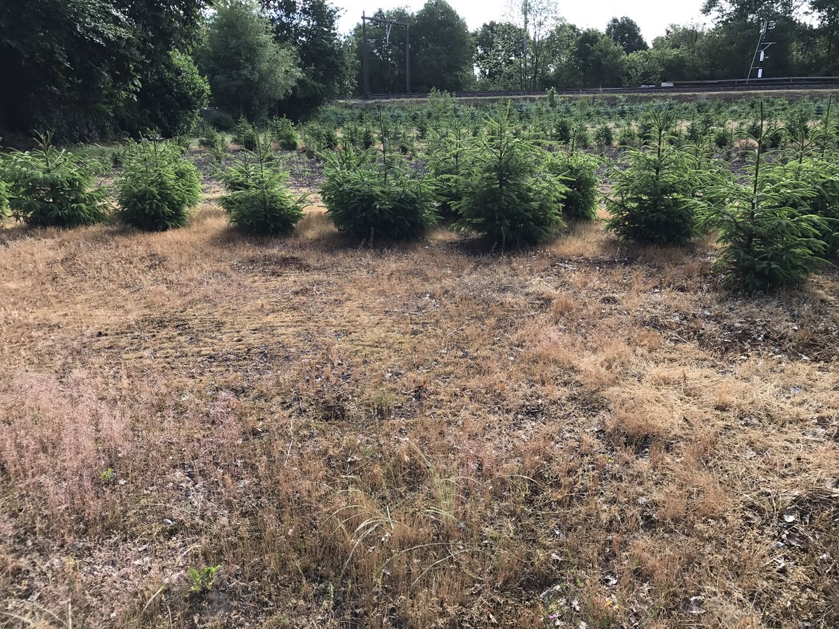 Ook bij de kweek van #kerstdennen op #pachtgrond <a href="/Gemeente_Assen/">Gemeente Assen</a> wordt volop gebruik gemaakt van #glyfosaat #roundup